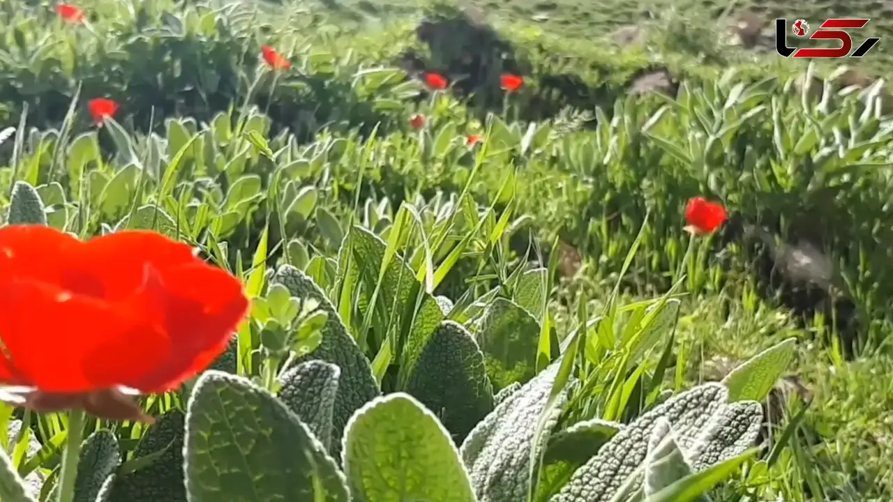 نماهنگ بی کلام و آرامش بخش با تصاویری از روستای تاریخی گردشگری "لیوس" + فیلم
