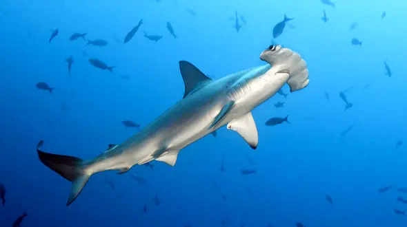 ببینید / کوسه سرچکشی از نمای نزدیک + فیلم 