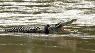 گیر کردن تمساح در لاستیک! +عکس 