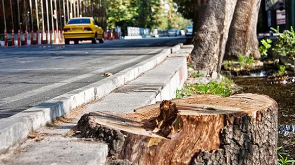 
نگرانی از وضعیت پایداری درختان کهنسال تهران 