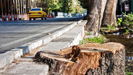لزوم پاسخگویی شهرداری درباره قطع درختان در منطقه یک