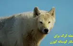 ببینید| لحظات نفس گیر تعقیب و گریز گرگ و بچه گوزن / او چند روز است که به دنیا آمده