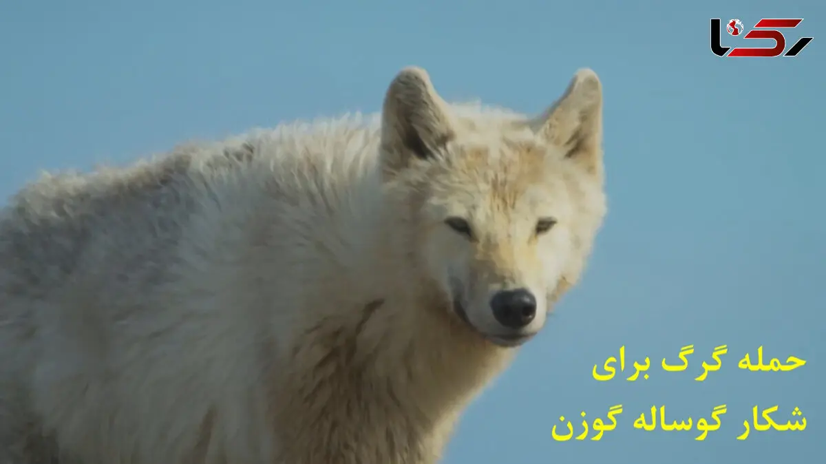 ببینید| لحظات نفس گیر تعقیب و گریز گرگ و بچه گوزن / او چند روز است که به دنیا آمده