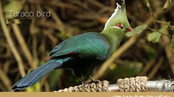 عکس های شگفت انگیز از پرنده‌ای معروف به مرغ بهشتی 