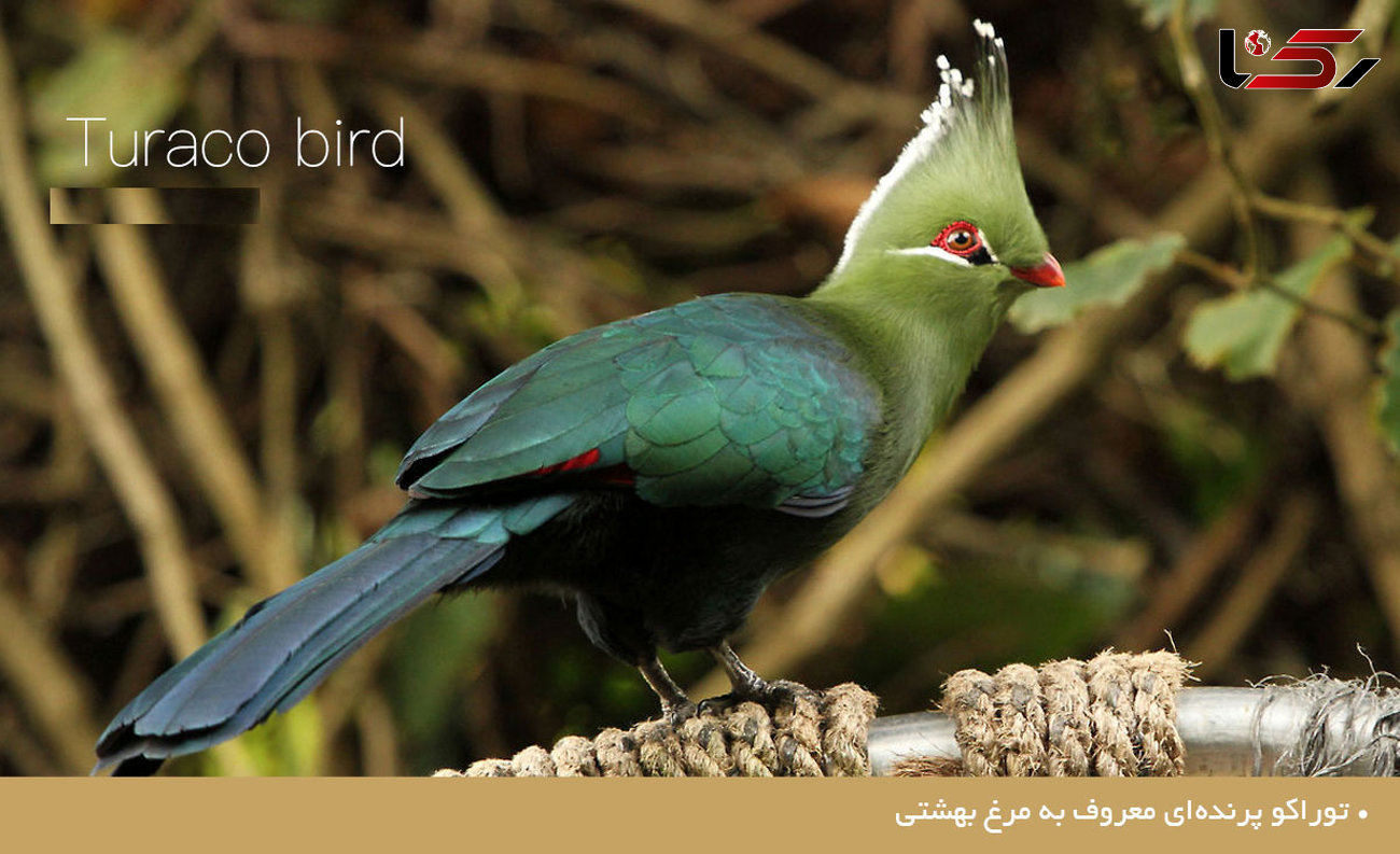 عکس های شگفت انگیز از پرنده‌ای معروف به مرغ بهشتی 