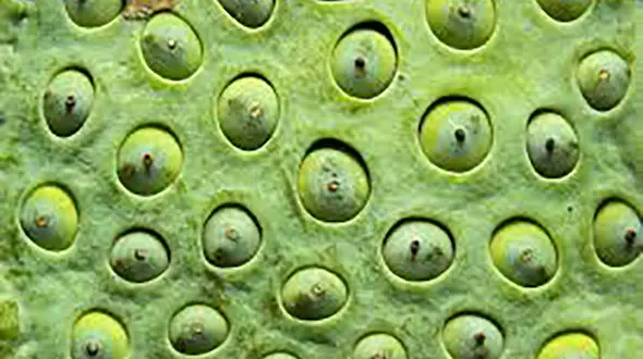 ترایپوفوبیا چیست ؟ 