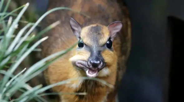 جانور عجیبی که گمان می‌رفت منقرض شده