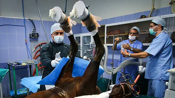 دامپزشکان بخش دولتی فقط ۲۰ میلیون حقوق می گیرند / درآمد دامپزشکان در آمریکا سالانه ۸۰ تا ۹۰ هزار دلار است/ افزایش حقوق ۲۰ درصدی برای سال بعد یک شوخی بزرگ است!