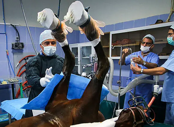 دامپزشکان بخش دولتی فقط ۲۰ میلیون حقوق می گیرند / درآمد دامپزشکان در آمریکا سالانه ۸۰ تا ۹۰ هزار دلار است/ افزایش حقوق ۲۰ درصدی برای سال بعد یک شوخی بزرگ است!