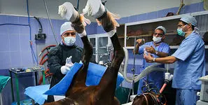 دامپزشکان بخش دولتی فقط ۲۰ میلیون حقوق می گیرند / درآمد دامپزشکان در آمریکا سالانه ۸۰ تا ۹۰ هزار دلار است/ افزایش حقوق ۲۰ درصدی برای سال بعد یک شوخی بزرگ است!