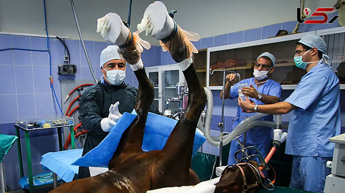 دامپزشکان بخش دولتی فقط ۲۰ میلیون حقوق می گیرند / درآمد دامپزشکان در آمریکا سالانه ۸۰ تا ۹۰ هزار دلار است/ افزایش حقوق ۲۰ درصدی برای سال بعد یک شوخی بزرگ است!
