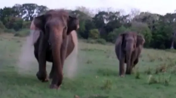 حمله دو فیل به گردشگران پارک حیات وحش + فیلم