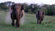 حمله دو فیل به گردشگران پارک حیات وحش + فیلم