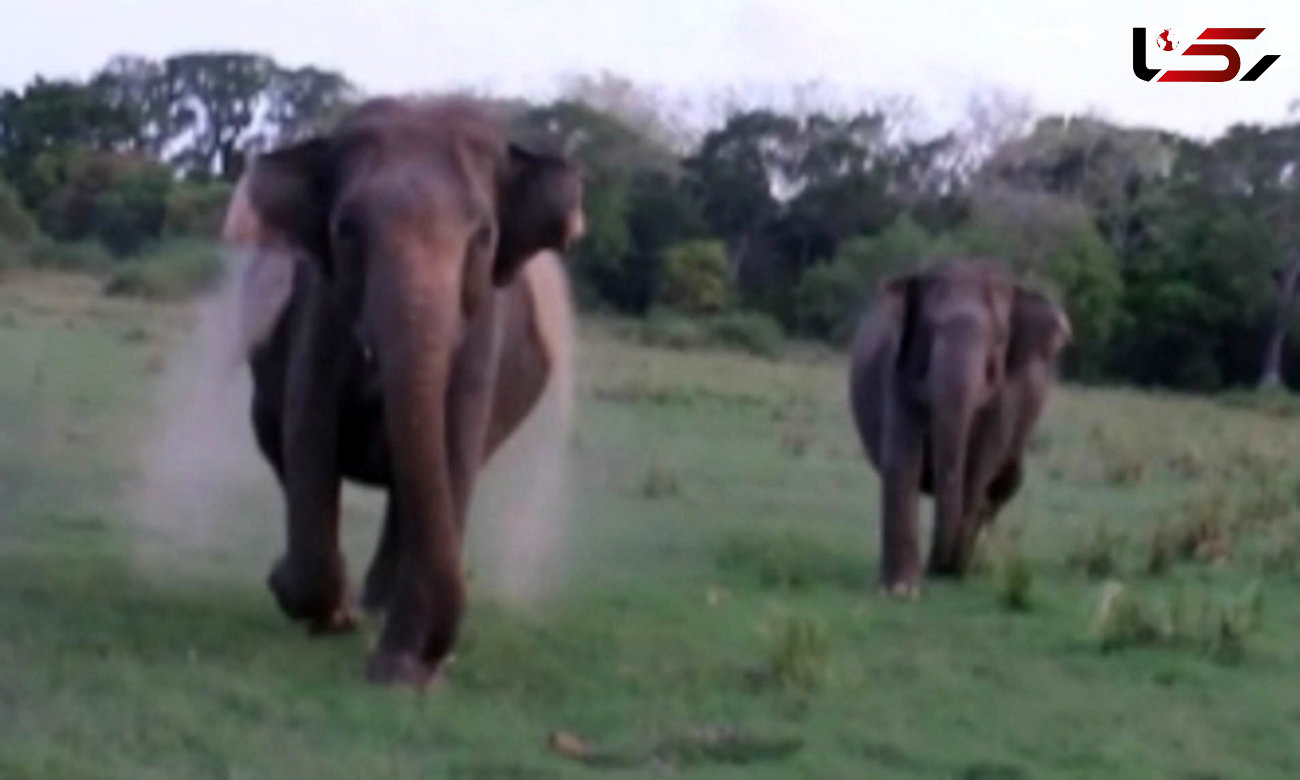 حمله دو فیل به گردشگران پارک حیات وحش + فیلم