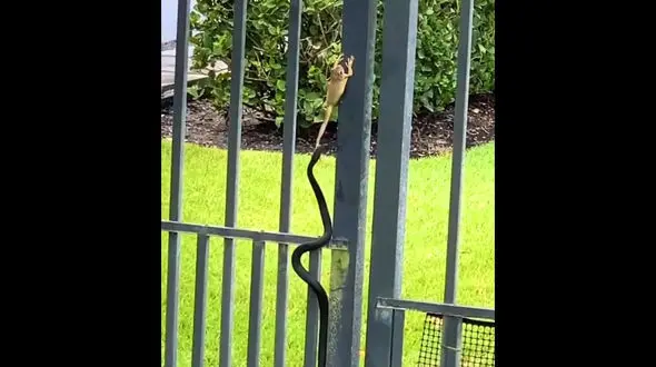 فیلم فرار قهرمانانه قورباغه از چنگال مار مشکی