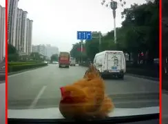 فیلم لحظه شگفت انگیز فرود مرغ روی ماشین