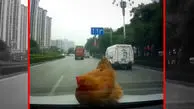 فیلم لحظه شگفت انگیز فرود مرغ روی ماشین