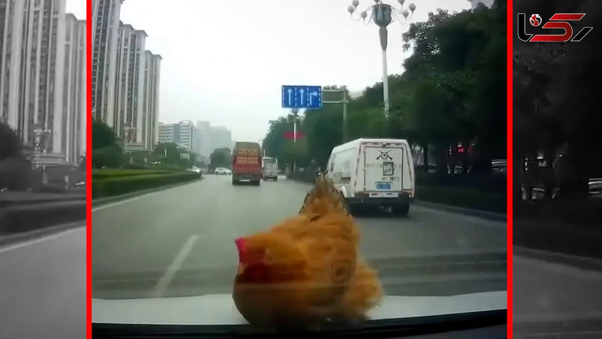 فیلم لحظه شگفت انگیز فرود مرغ روی ماشین