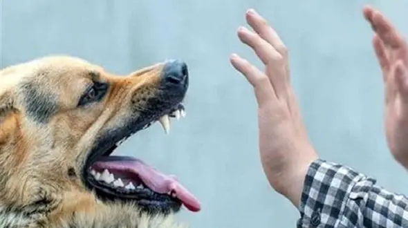 مرگ جوان جویباری در حمله سگ ولگرد