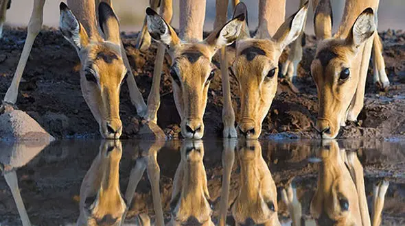 کم آبی دامن حیوانات را هم گرفت!