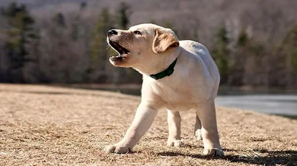 یک مجسمه عامل وحشت این سگ شد + فیلم