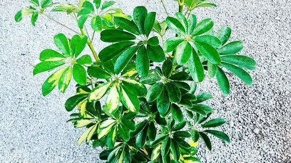 اصول نگهداری از گیاه شفلرا + فیلم