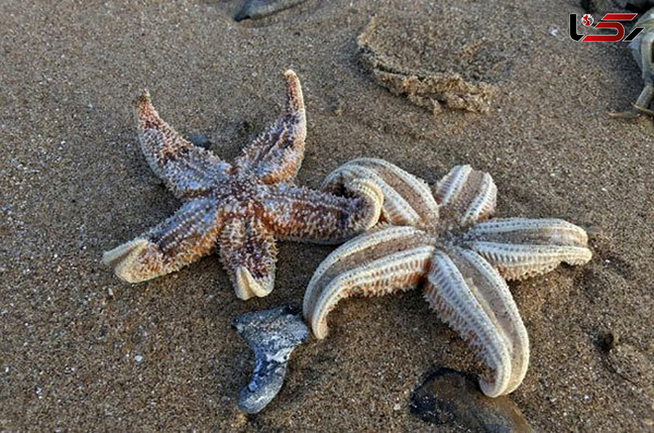  هزاران ستاره دریایی مرده در ساحل انگلیس + عکس