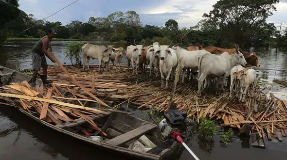این مرد گاوهایش را از مرگ نجات داد + عکس