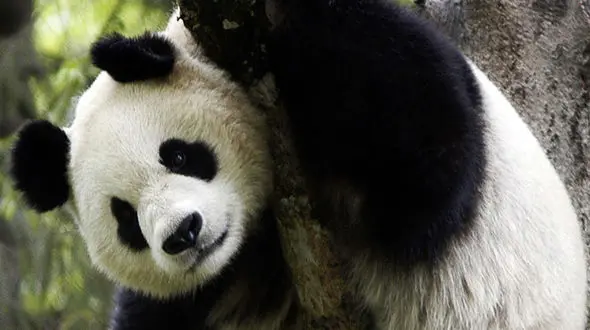 حرکت جالب پاندا با صندلی مورد علاقه اش + فیلم 