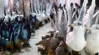 توقیف باند بزرگ پرندگان تاکسیدرمی در آمل