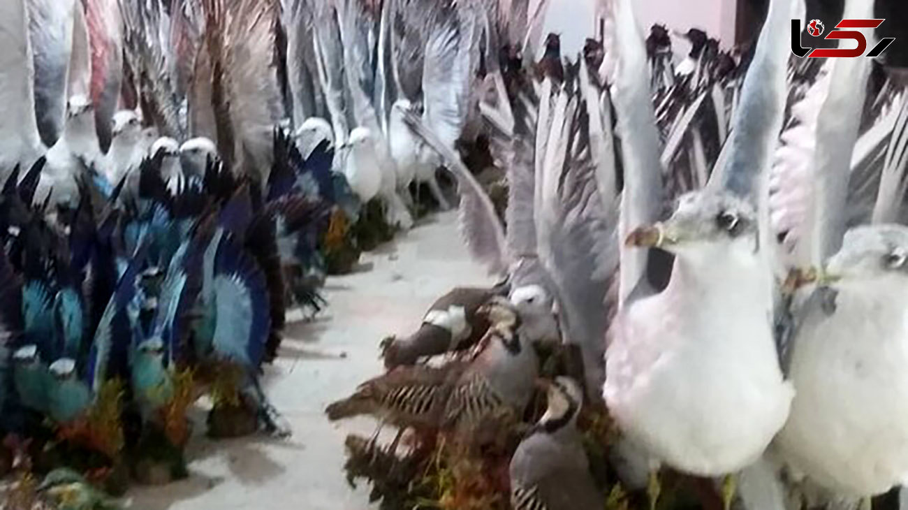 توقیف باند بزرگ پرندگان تاکسیدرمی در آمل