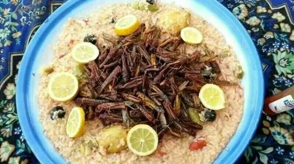 ملخ کیلویی ۶۰ هزارتومان/ خودکشی ملخ‌ها برای رسیدن به ایران