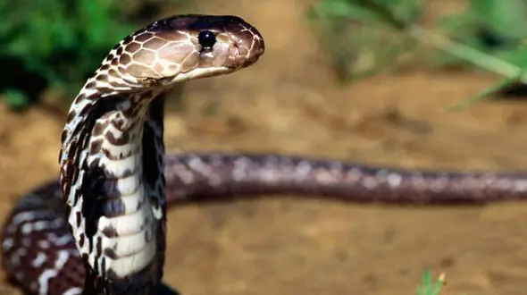  قیام مارها در ورامین