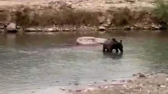 مرگ خرس در ایذه / ماجراجویی اهالی روستایی در ایذه به مرگ خرس مرغاب منجر شد