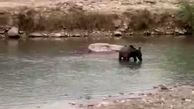 مرگ خرس در ایذه / ماجراجویی اهالی روستایی در ایذه به مرگ خرس مرغاب منجر شد