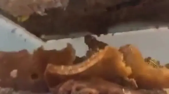 فیلم عجیب برداشت عسل از زیر سقف یک خانه! 