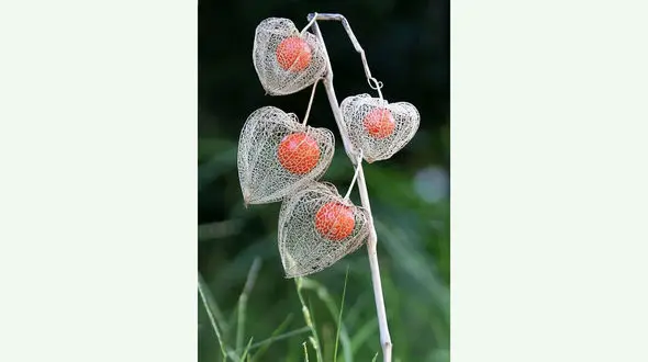 خاص ترین گل را دیده اید؟+ عکس