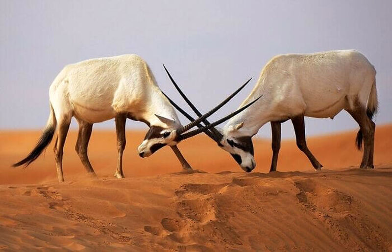 دو غزال شاخ‌ دراز عربی (Arabian Oryx) در حال تقابل با شاخ‌ های بلند خود در دل بیابان