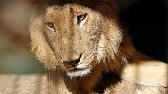 فیلم عملیات شبانه در تاریکی هوا برای یافتن ردپای شیر/ در کمالوند رخ داد