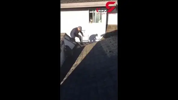 نجات راکون گیر افتاده در سقف خانه+فیلم