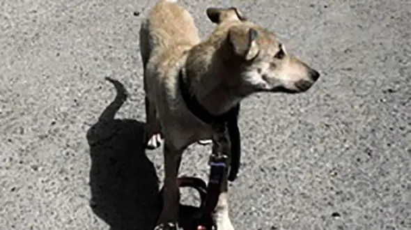 شکنجه گر سگ ها در فومن شلاق می خورد!