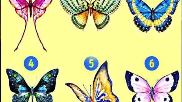 تست : کدام پروانه زیباست ! / خودتان را به چالش بکشید ! 