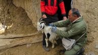 آغاز واکسیناسیون سراسری دامها در استان قزوین علیه طاعون نشخوار کنندگان کوچک