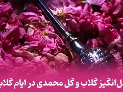 20 اردیبهشت روز گلاب و گل محمدی / همه چیز درباره جشن گلاب‌ گیری + سوالات متداول