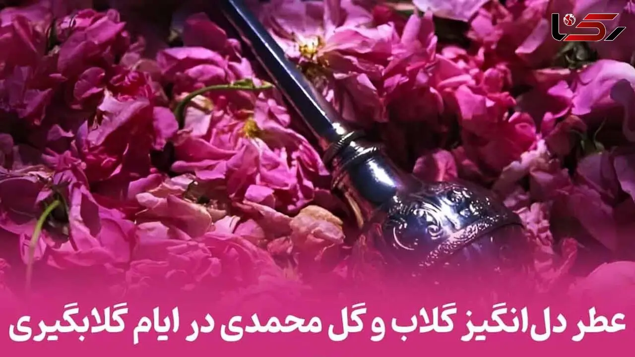 20 اردیبهشت روز گلاب و گل محمدی / همه چیز درباره جشن گلاب‌ گیری + سوالات متداول