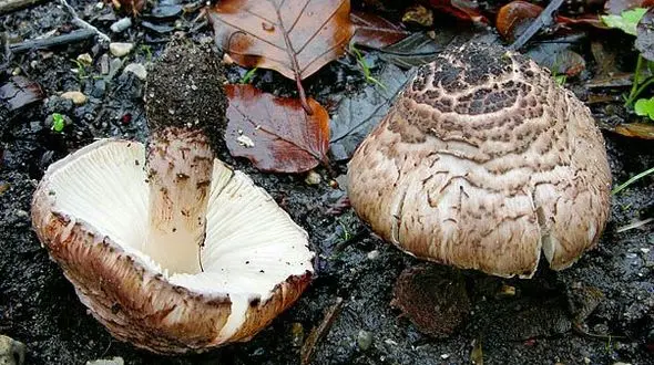 قارچ های مرگبار ایران کدامند؟ + عکس 