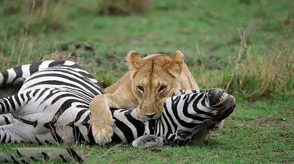 عکس های لحظه شکار گورخر توسط ماده شیر گرسنه !