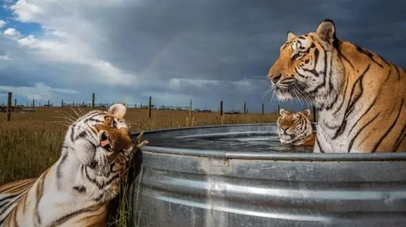 آب تنی لاکچری ببرها! + عکس