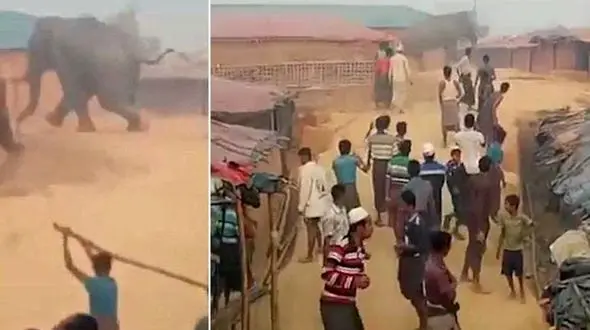 حمله فیل به پناهجویان در بنگلادش 100 کلبه را ویران و 2 نفر را کشت + فیلم