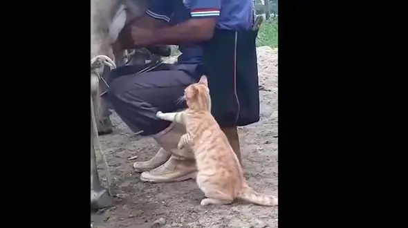 این گربه شیر الاغ می خورد + فیلم 